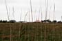 Skandaloes_2015_02